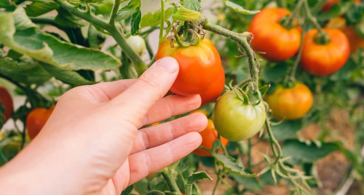 Neignorujte tento signál. V opačnom prípade zabudnete na úrodu paradajok
