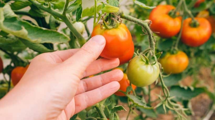 Neignorujte tento signál. V opačnom prípade zabudnete na úrodu paradajok