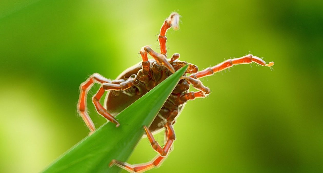Kliešte s najväčšou pravdepodobnosťou číhajú v týchto častiach záhrady. Dávajte si na nich radšej pozor