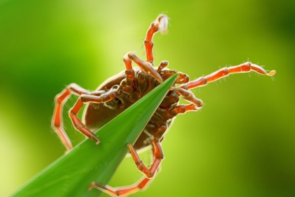 Kliešte s najväčšou pravdepodobnosťou číhajú v týchto častiach záhrady. Dávajte si na nich radšej pozor