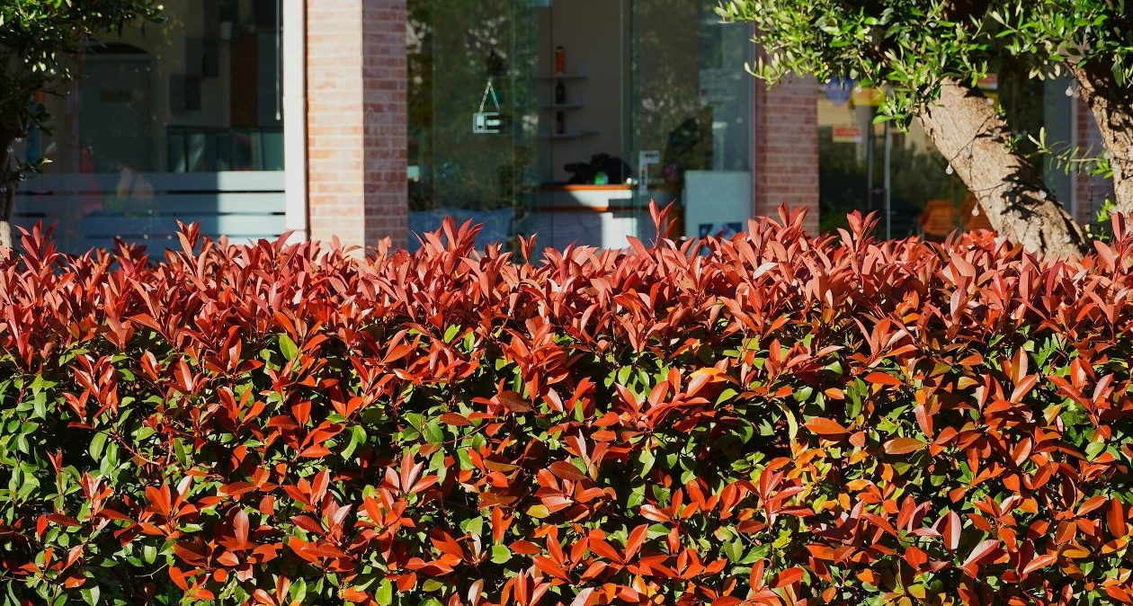 Lepšie do živého plota ako tuje. Vyzerá fenomenálne a ľahko sa pestuje