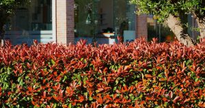 Lepšie do živého plota ako tuje. Vyzerá fenomenálne a ľahko sa pestuje