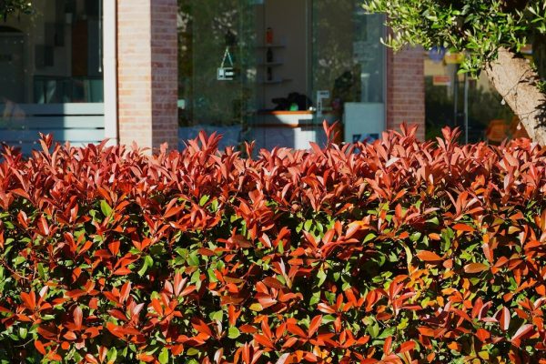 Lepšie do živého plota ako tuje. Vyzerá fenomenálne a ľahko sa pestuje