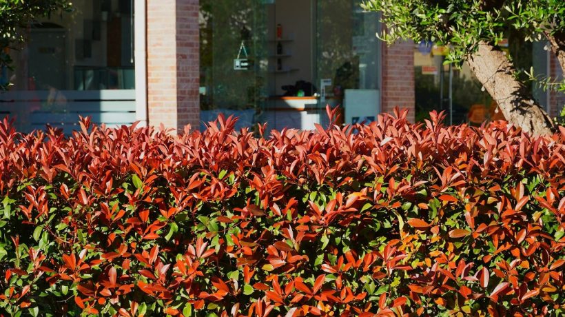 Lepšie do živého plota ako tuje. Vyzerá fenomenálne a ľahko sa pestuje