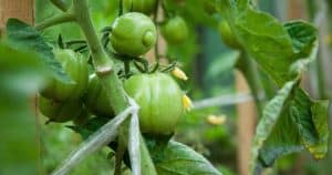 Dedko ňou polieva rastlinky paradajok. Plody sa nedajú spočítať