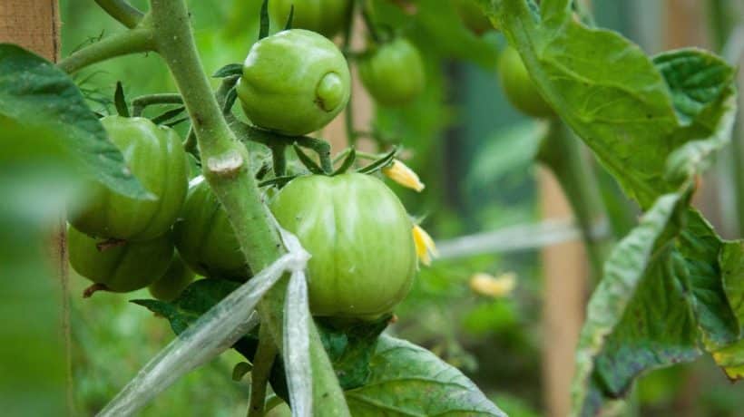 Dedko ňou polieva rastlinky paradajok. Plody sa nedajú spočítať