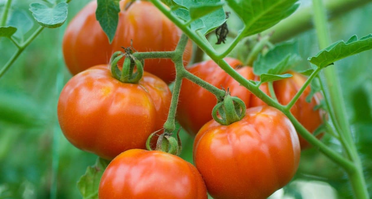 Paradajky takto pestujem už roky. Susedia mi závidia moju úrodu