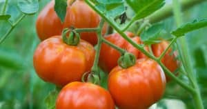 Paradajky takto pestujem už roky. Susedia mi závidia moju úrodu