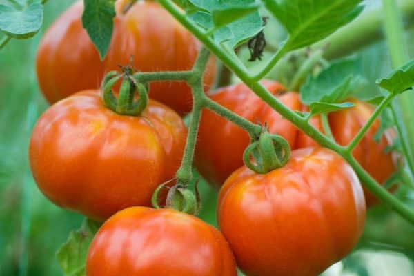 Paradajky takto pestujem už roky. Susedia mi závidia moju úrodu