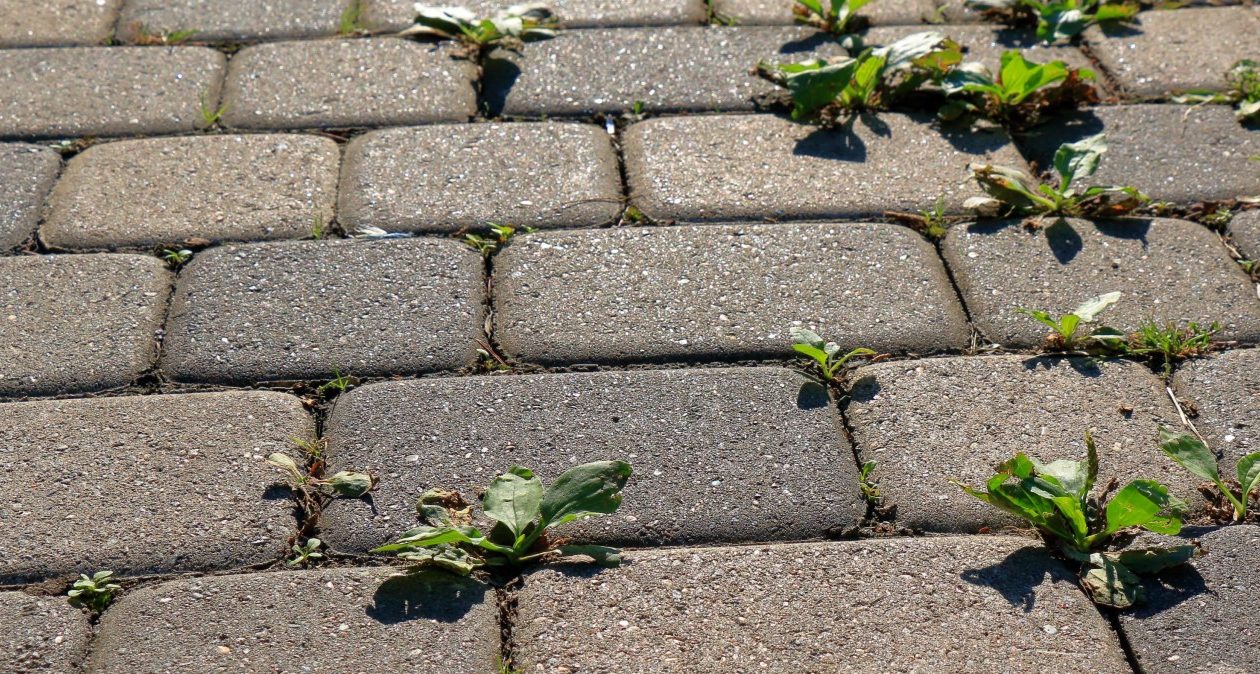 Máte už dosť machu a buriny na dlažobných kockách? Takto ich odstránite za 1 noc