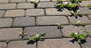 Máte už dosť machu a buriny na dlažobných kockách? Takto ich odstránite za 1 noc