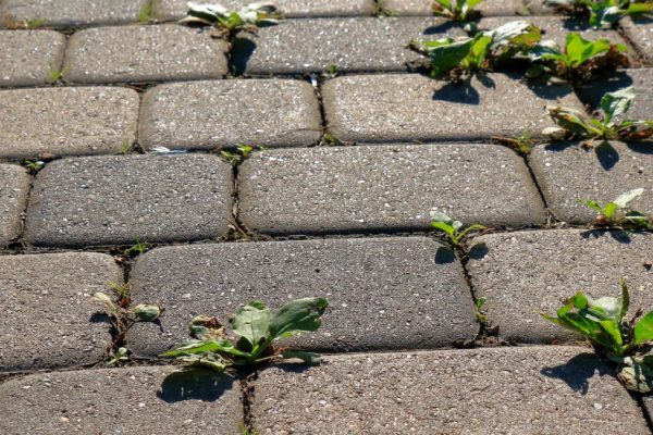 Máte už dosť machu a buriny na dlažobných kockách? Takto ich odstránite za 1 noc