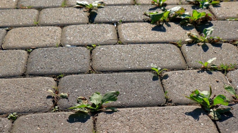 Máte už dosť machu a buriny na dlažobných kockách? Takto ich odstránite za 1 noc