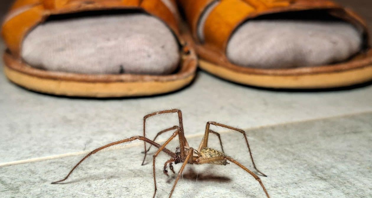 Pavúky nenávidia tieto rastliny. Zasaďte ich blízko domu a neprídu dnu