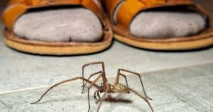 Pavúky nenávidia tieto rastliny. Zasaďte ich blízko domu a neprídu dnu