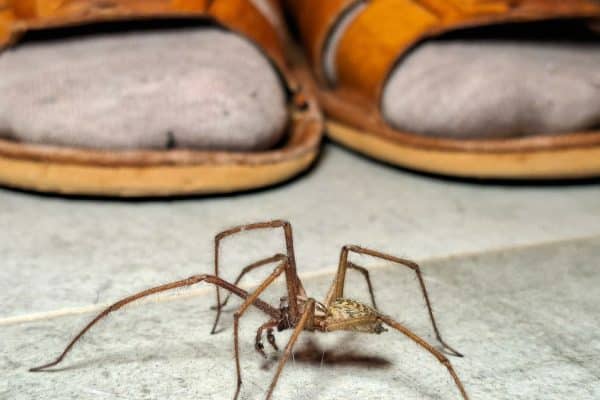 Pavúky nenávidia tieto rastliny. Zasaďte ich blízko domu a neprídu dnu