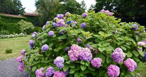 Ázijské tajomstvo starostlivosti o hortenziu. efekt? More kvetov