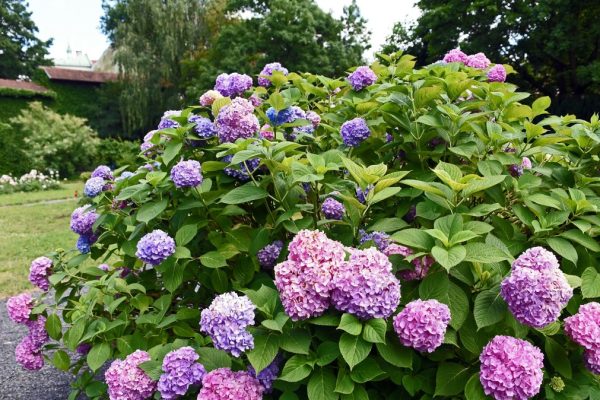 Ázijské tajomstvo starostlivosti o hortenziu. efekt? More kvetov