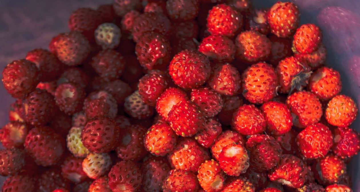 Sú sladšie ako jahody a plodia celé leto. Toto je najlepší čas na ich výsadbu