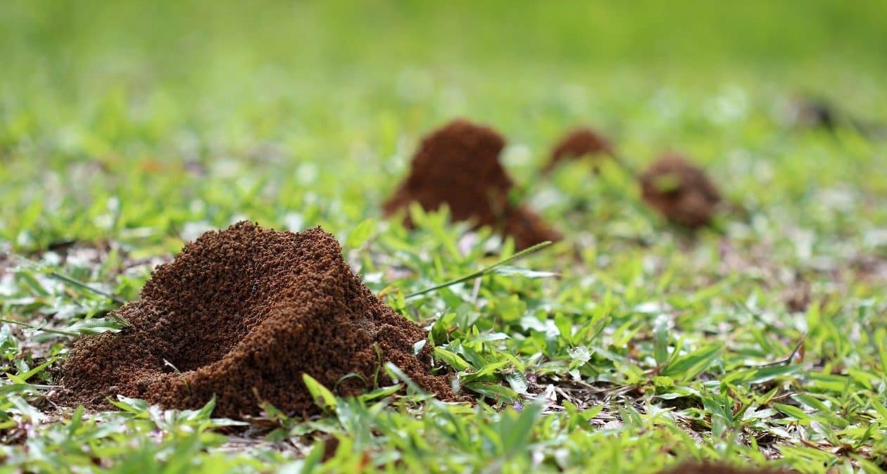 Takto sa zbavíte mravcov vo vašej záhrade za 1 deň. Choďte na lacnú zeleninu