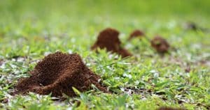 Takto sa zbavíte mravcov vo vašej záhrade za 1 deň. Choďte na lacnú zeleninu