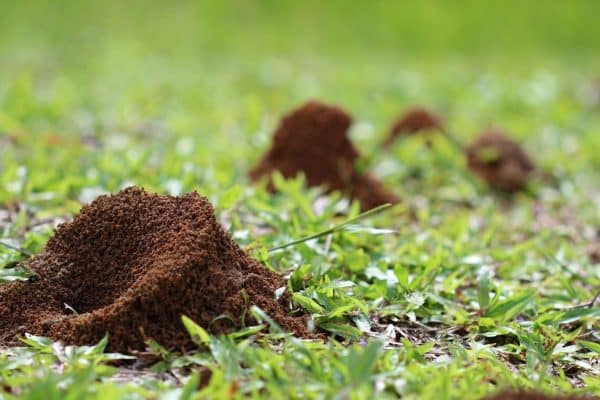 Takto sa zbavíte mravcov vo vašej záhrade za 1 deň. Choďte na lacnú zeleninu