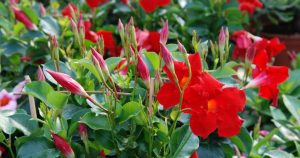 Priťahuje pozornosť a kvitne dlho. Tento balkónový hit nahrádza muškáty