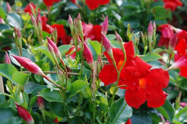 Priťahuje pozornosť a kvitne dlho. Tento balkónový hit nahrádza muškáty