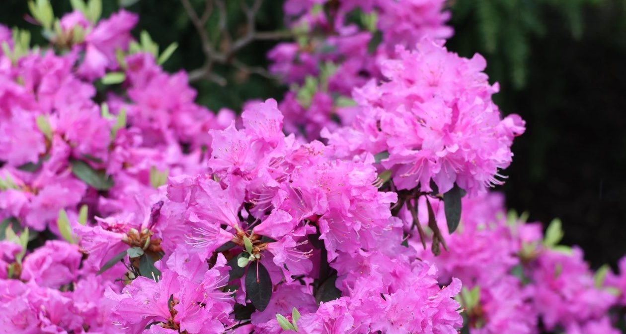 Kým príde máj, urobte to s rododendronom. Rýchlo sa poďakuješ