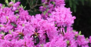 Kým príde máj, urobte to s rododendronom. Rýchlo sa poďakuješ