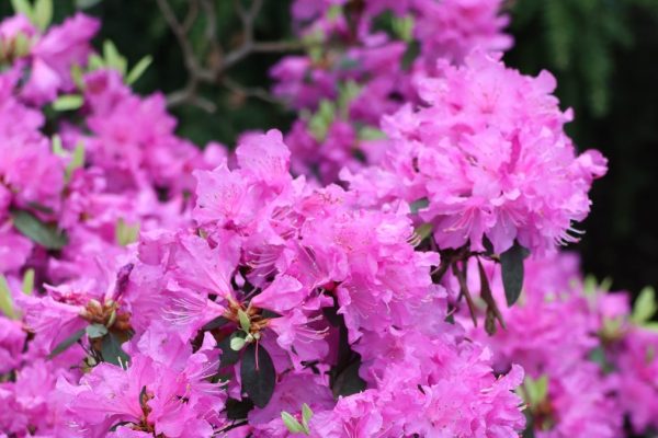 Kým príde máj, urobte to s rododendronom. Rýchlo sa poďakuješ