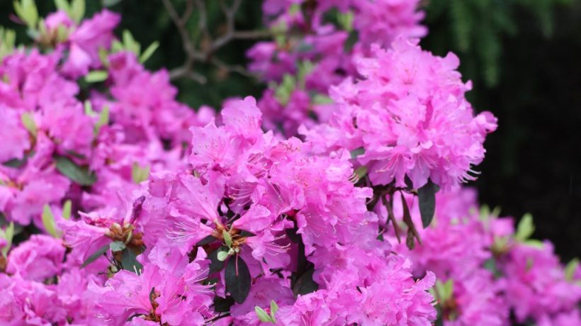 Kým príde máj, urobte to s rododendronom. Rýchlo sa poďakuješ