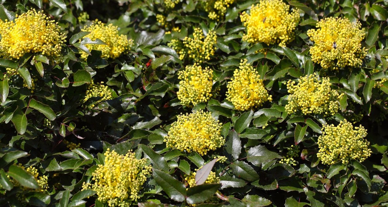 Nudia vás tuje? Tento ker poskytuje súkromie a krásne kvitne