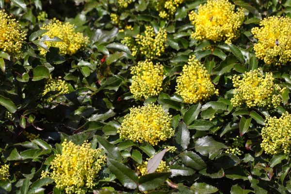 Nudia vás tuje? Tento ker poskytuje súkromie a krásne kvitne