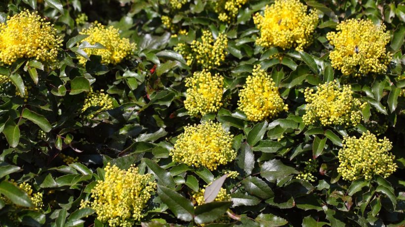 Nudia vás tuje? Tento ker poskytuje súkromie a krásne kvitne