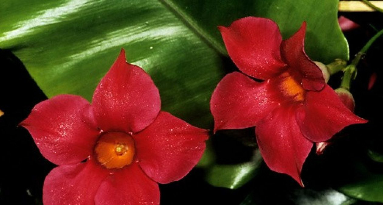 Bude dobre fungovať na slnečnom balkóne. Kvitne dlhé mesiace