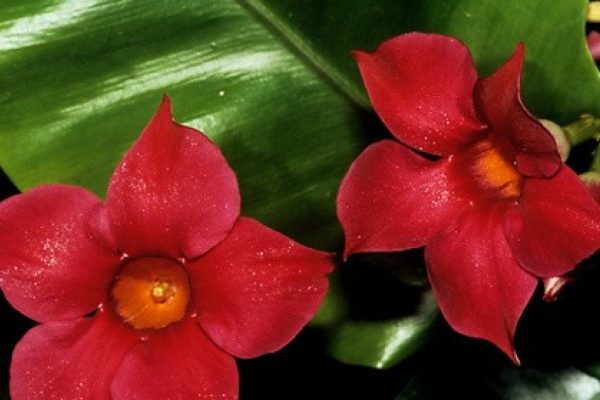 Bude dobre fungovať na slnečnom balkóne. Kvitne dlhé mesiace