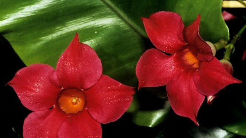 Bude dobre fungovať na slnečnom balkóne. Kvitne dlhé mesiace