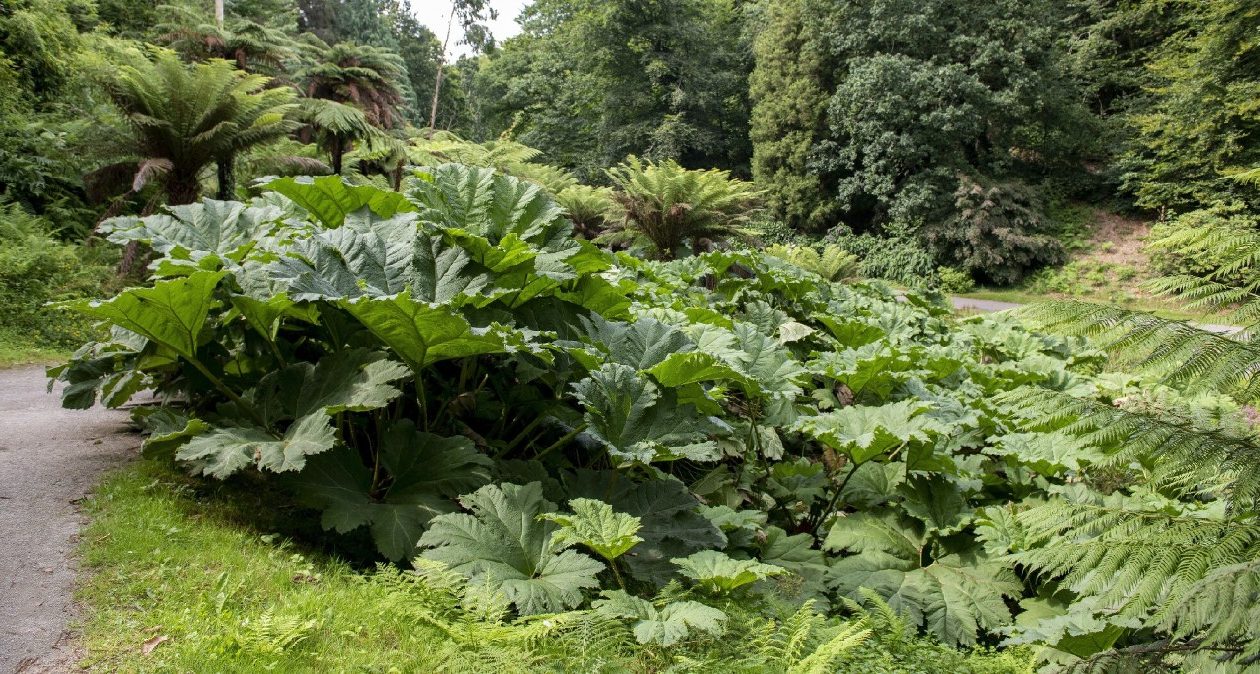 Má obrovské listy a dá sa jesť ako zelenina. Táto rastlina vás očarí