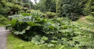 Má obrovské listy a dá sa jesť ako zelenina. Táto rastlina vás očarí