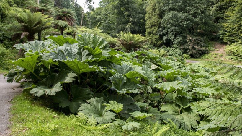 Má obrovské listy a dá sa jesť ako zelenina. Táto rastlina vás očarí