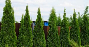 V máji tým začnite polievať tuju. Za chvíľu zozelenajú a zhustnú