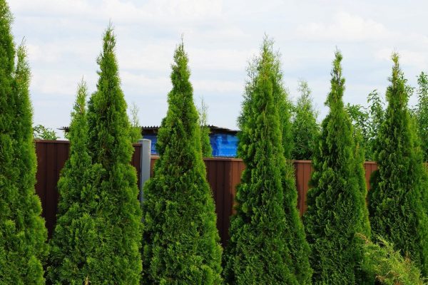 V máji tým začnite polievať tuju. Za chvíľu zozelenajú a zhustnú