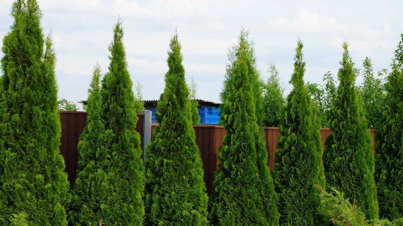 V máji tým začnite polievať tuju. Za chvíľu zozelenajú a zhustnú