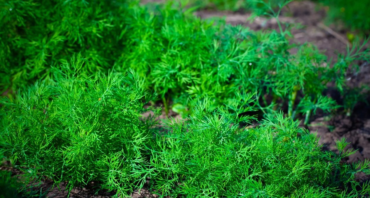 K tejto zelenine sejem kôpor. Výnosy sú väčšie a bez škodcov