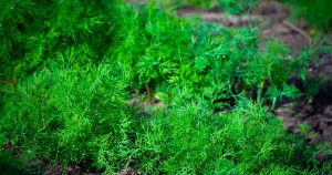 K tejto zelenine sejem kôpor. Výnosy sú väčšie a bez škodcov