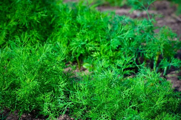 K tejto zelenine sejem kôpor. Výnosy sú väčšie a bez škodcov