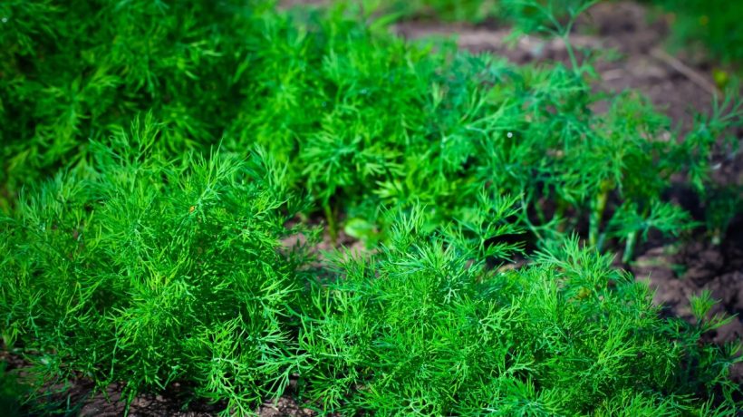 K tejto zelenine sejem kôpor. Výnosy sú väčšie a bez škodcov
