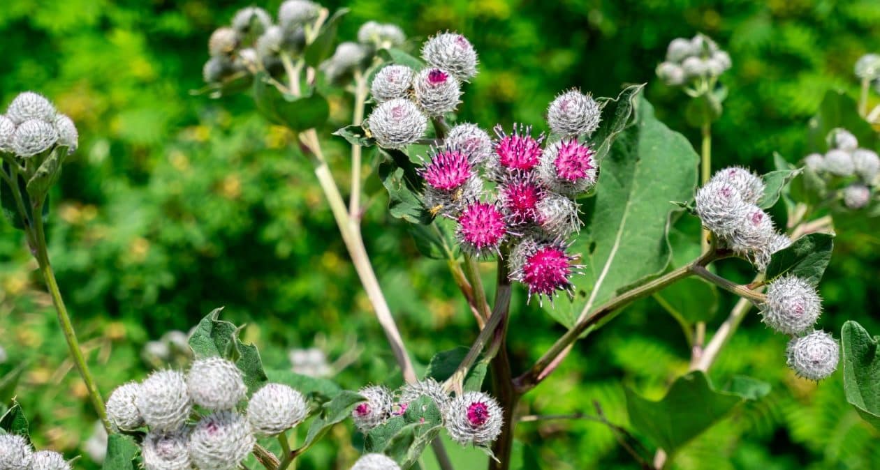 Táto jedlá burina posilňuje vlasy a pokožku. Teraz to môžete zasiať