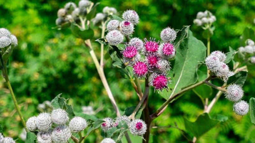Táto jedlá burina posilňuje vlasy a pokožku. Teraz to môžete zasiať